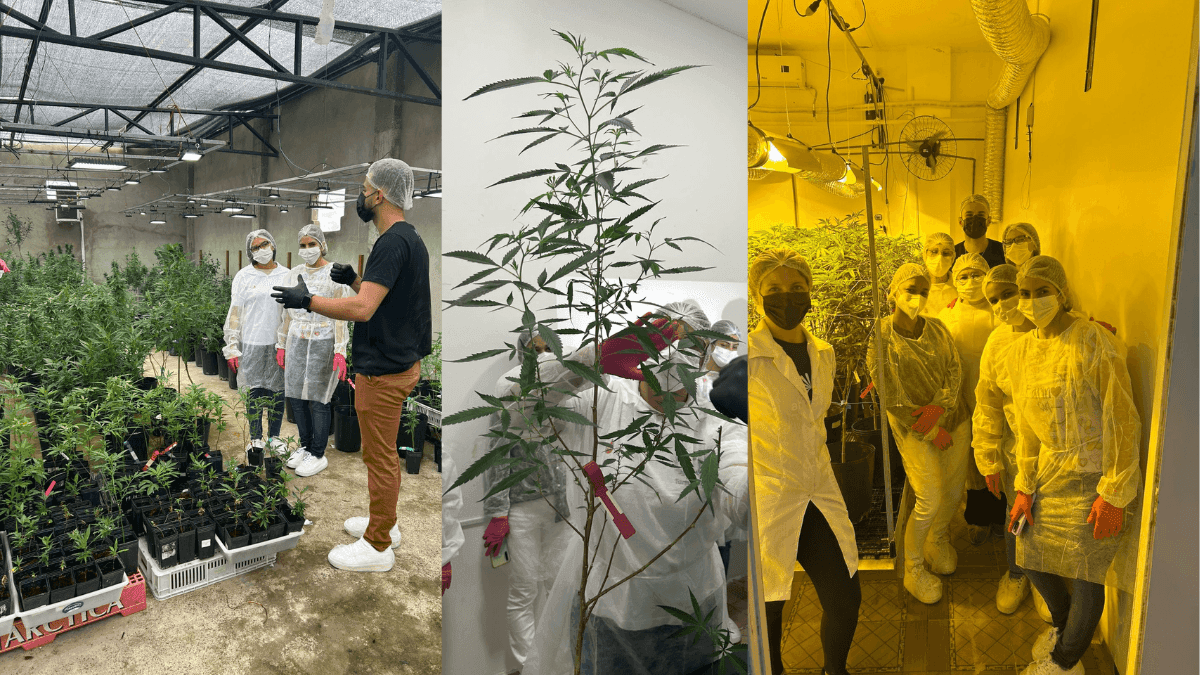  Do laboratório à sala de aula: cannabis medicinal chega à formação acadêmica