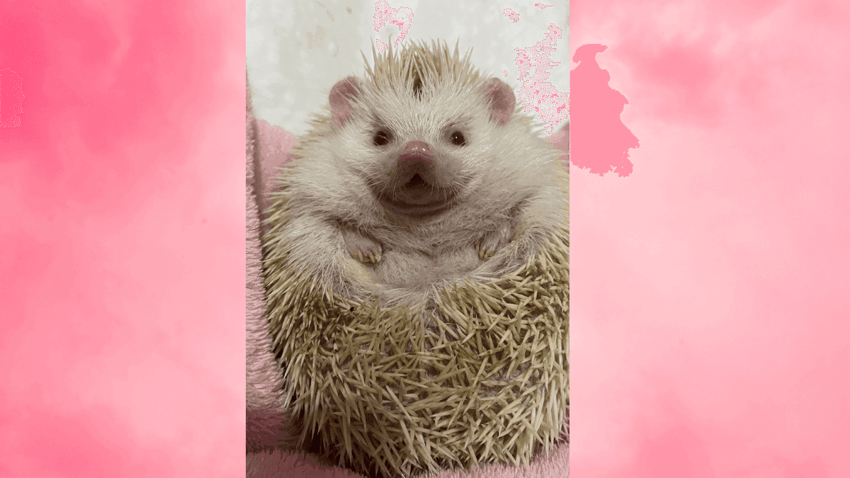 Silvestres, sensíveis e medicados com amor: a cannabis no cuidado de animais exóticos