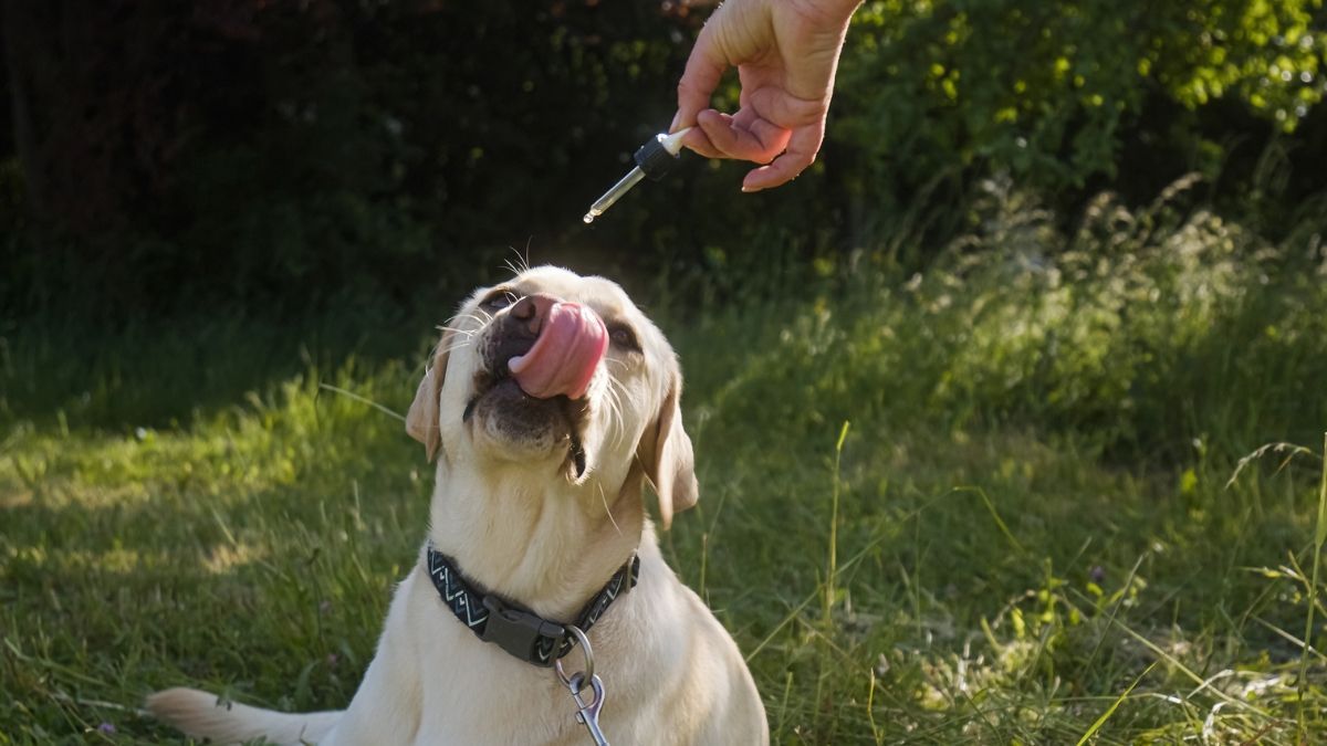"Consolida juridicamente o que já havia sido construído", afirma médica-veterinária sobre nova norma da Anvisa