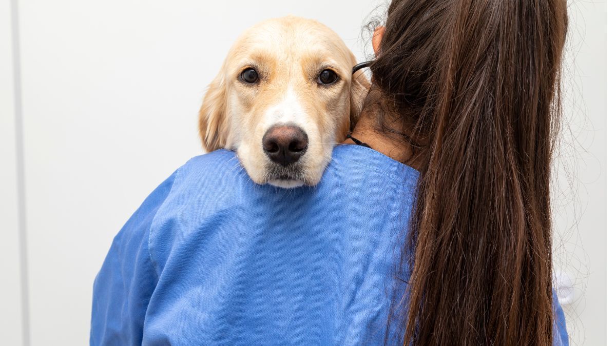 Cannabis veterinária: doenças em animais que podem ser tratadas com a planta