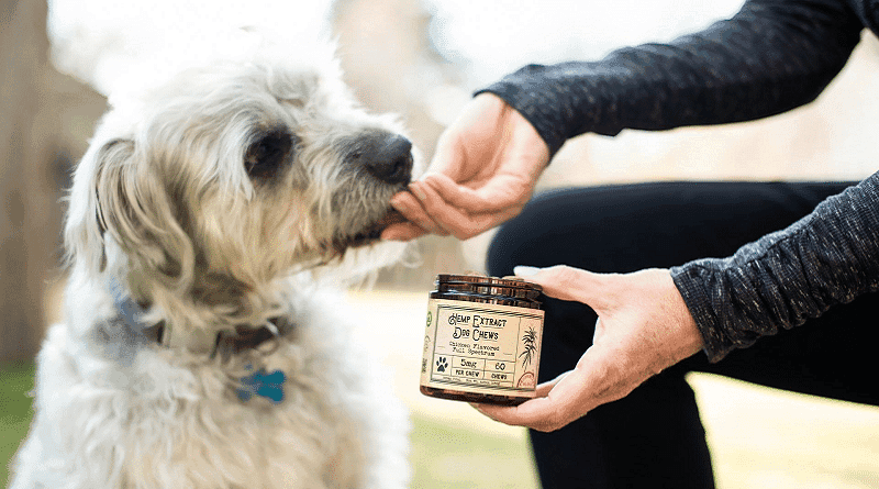 CBD para cães: quais as reais vantagens ?