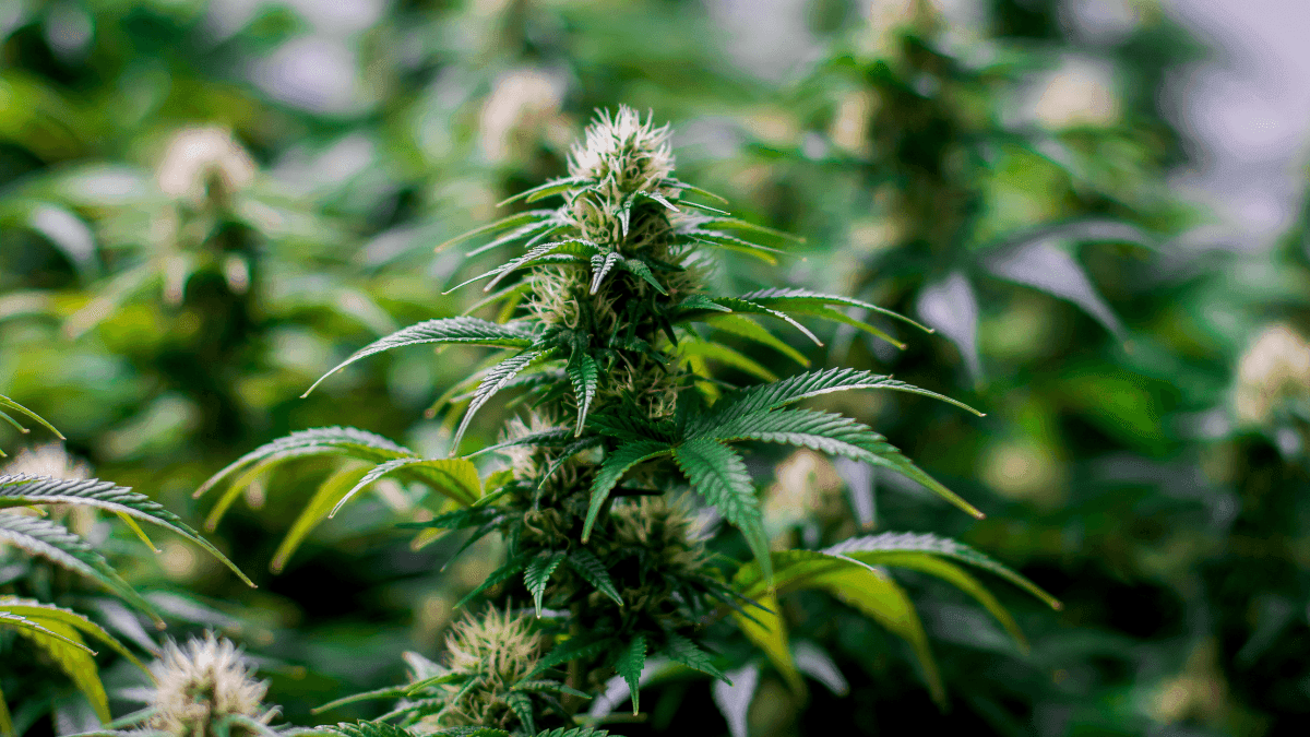 Anvisa amplia autorizações de canabidiol em SP; alta é de 13%