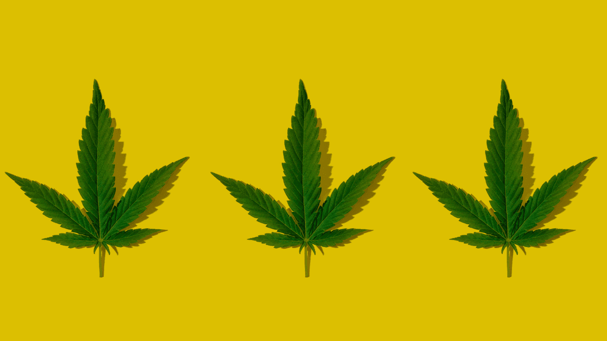 Canabidiol no dia a dia: como ele traz equilíbrio ao corpo e à rotina