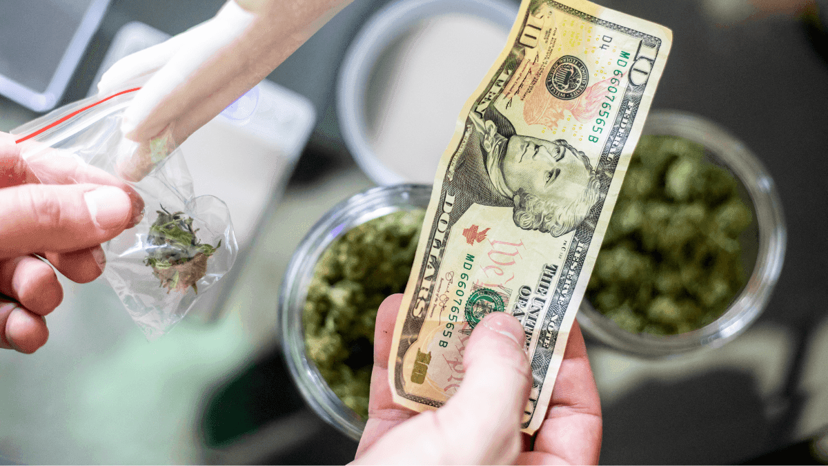 Ordem de Trump não muda cenário federal e cannabis segue sem legalização nos EUA