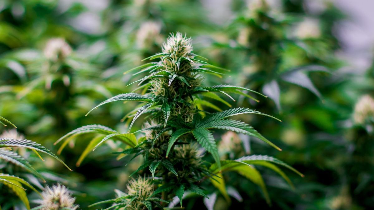 Pesquisadores entregam proposta técnica à Anvisa para a regulação da cannabis