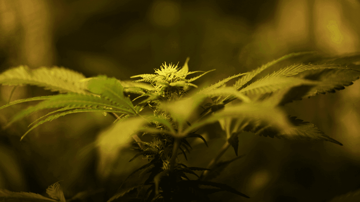 Após regulamentação, cresce pedido para revisar penas por cannabis no Gana