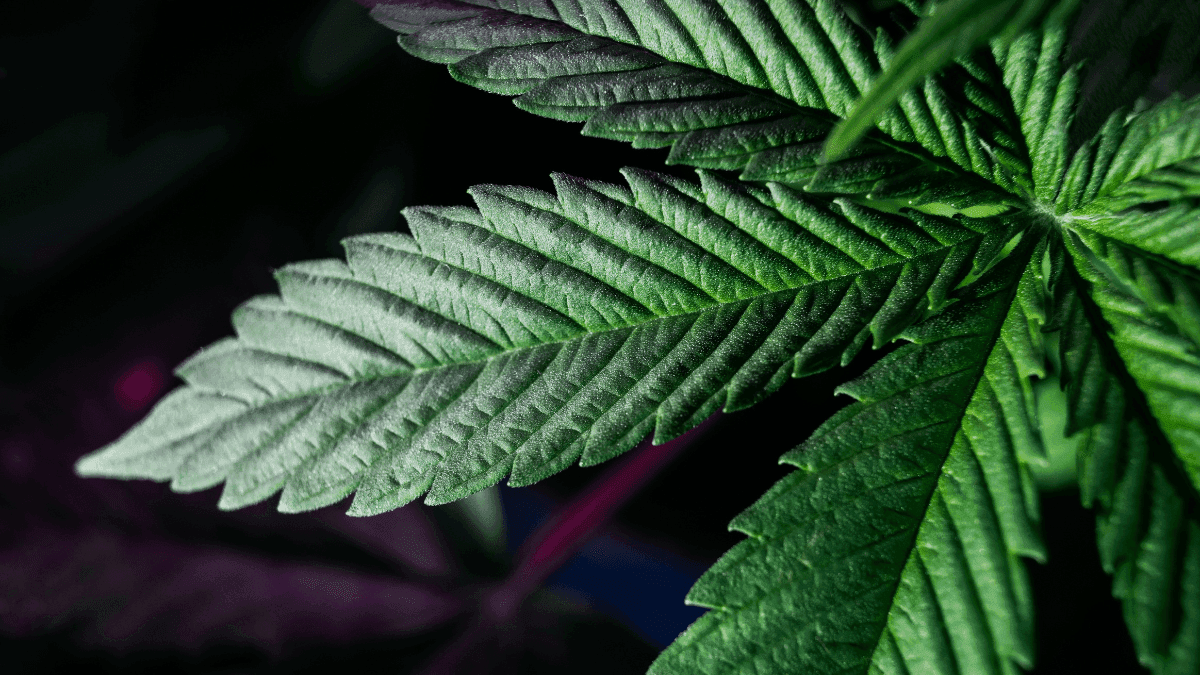 Nova forma de consumir Cannabis medicinal promete efeito mais rápido e potente