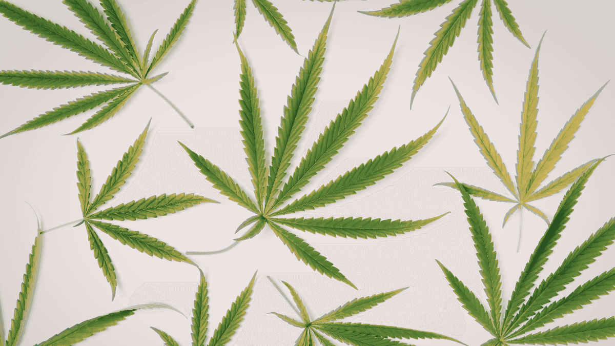 Projeto de lei reacende discussão sobre cannabis medicinal e uso adulto em Wisconsin