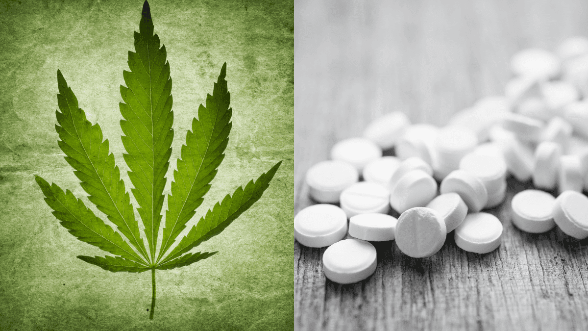 Cannabis medicinal ajuda adultos a depender menos de opioides, diz estudo