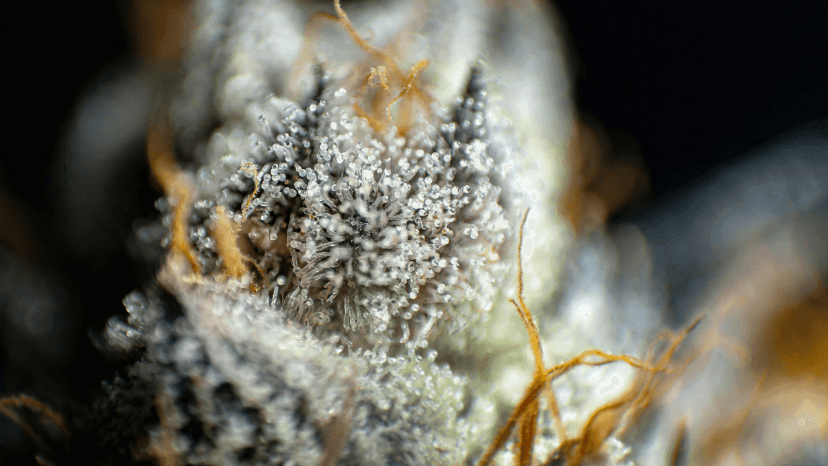 O perfume da planta: cientistas decifram a voz olfativa da cannabis