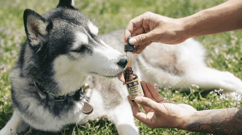 Conselho Regional de Medicina Veterinária de SP cria grupo de pesquisa em cannabis medicinal