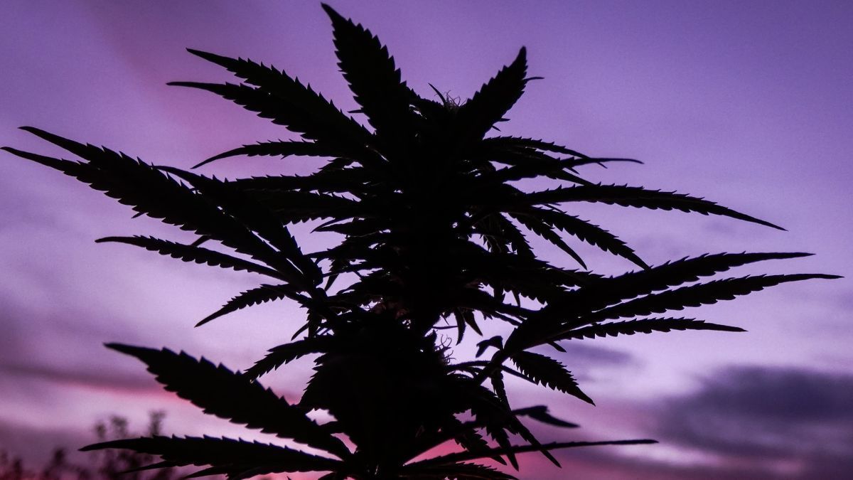 Pesquisa nos Estados Unidos revela aumento da percepção positiva sobre cannabis entre moradores de Ohio | CanvaPro