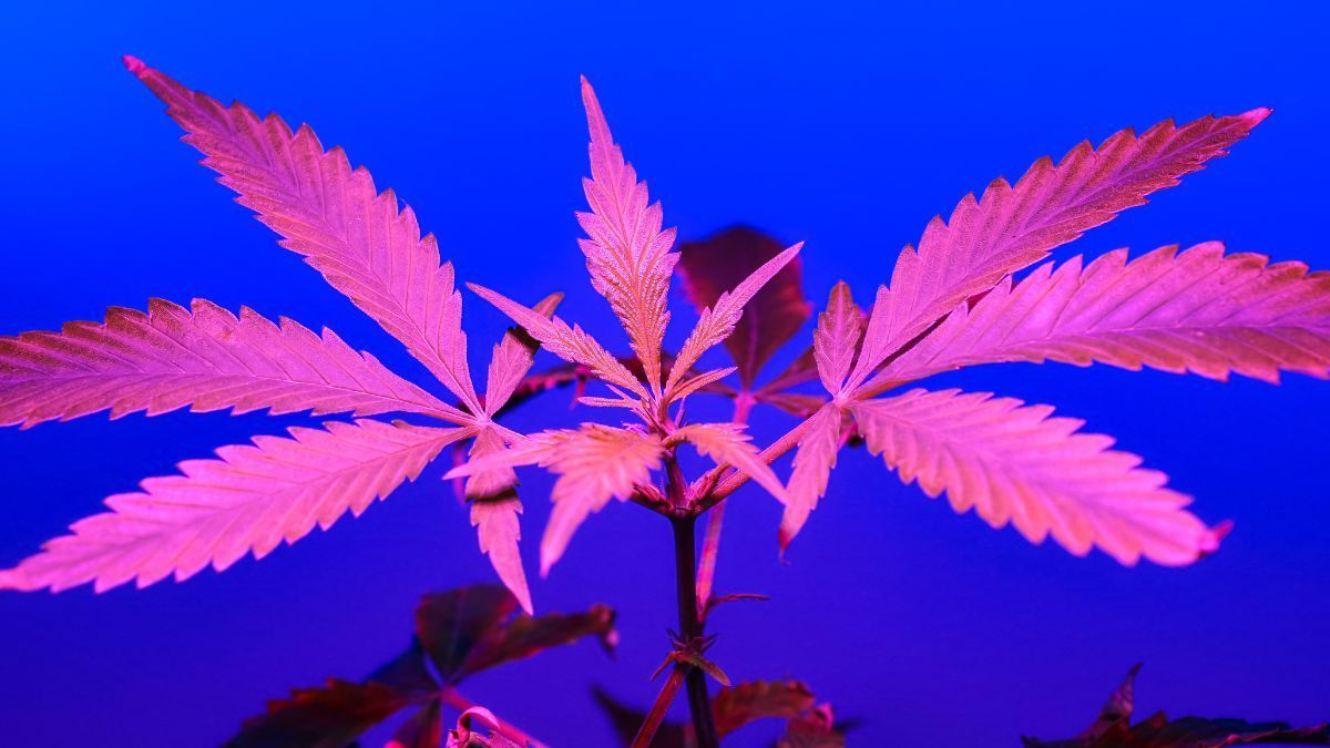 Crescimento da telemedicina impulsiona debate sobre cannabis medicinal | CanvaPro