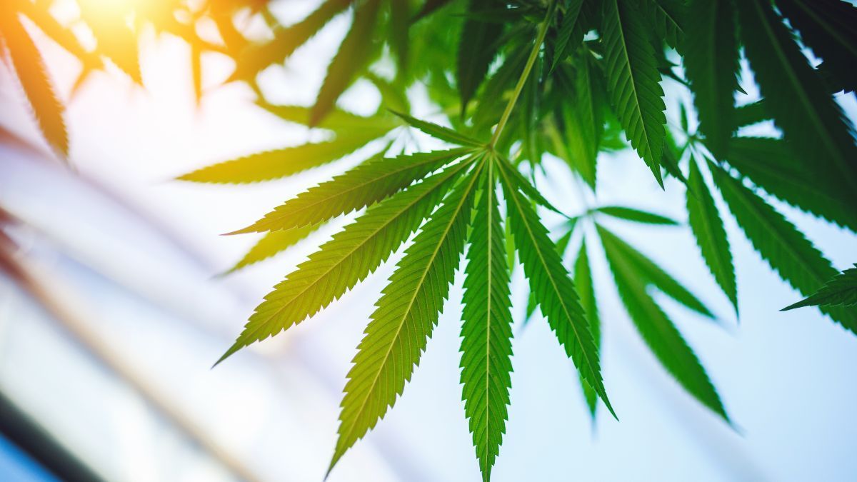 Pressão do Texas faz cidade do Novo México rejeitar mercado de cannabis recreativa | CanvaPro
