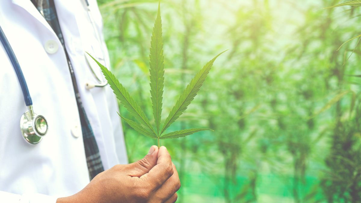 Cannabis medicinal avança no Brasil entre regulamentação, ciência e combate à desinformação | Divulgação Assessoria