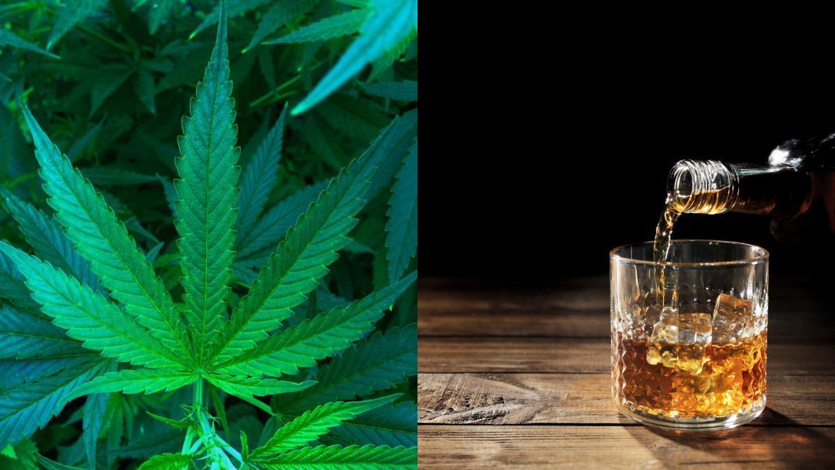 Disputa pelo cânhamo esquenta nos EUA e coloca indústria da cannabis em lados opostos | CanvaPro