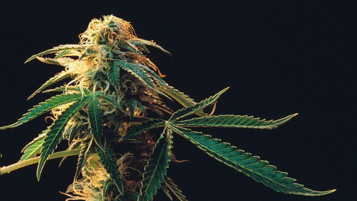 Da luz ao fitocomposto: cultivo indoor e modulação ambiental como alternativa inovadora na produção de cannabis medicinal