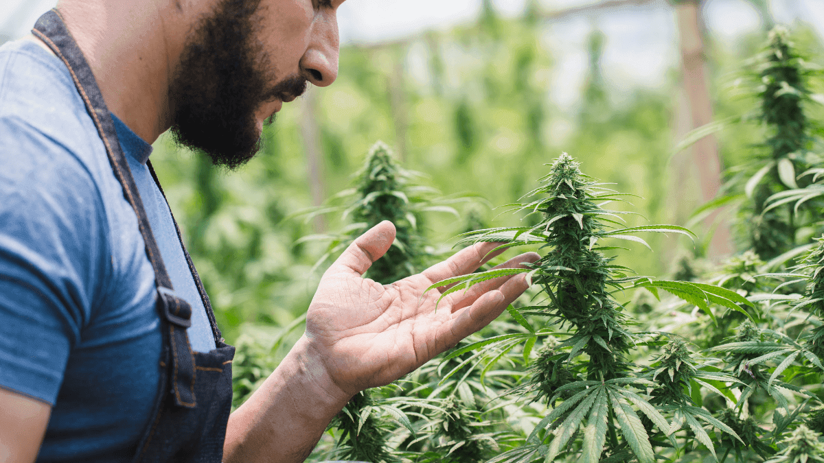 Trabalho e cannabis: legislação histórica fortalece direitos trabalhistas no setor