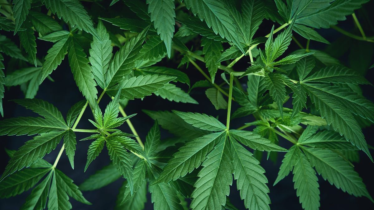 Reclassificação da cannabis pode ampliar estudos científicos e abrir novas possibilidades terapêuticas para doenças raras | CanvaPro