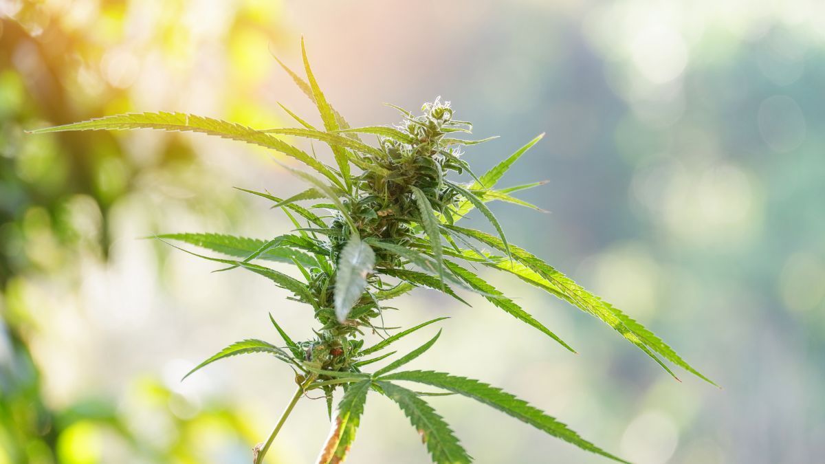 Planta de cannabis utilizada em estudos sobre cannabis medicinal e seus efeitos terapêuticos | CanvaPro