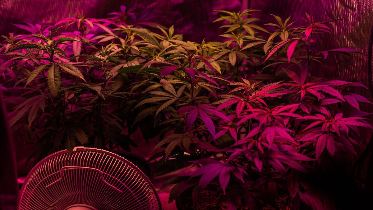 Luz vermelha e UV-A podem elevar em até 44% o rendimento de CBD em cultivo indoor de cânhamo
