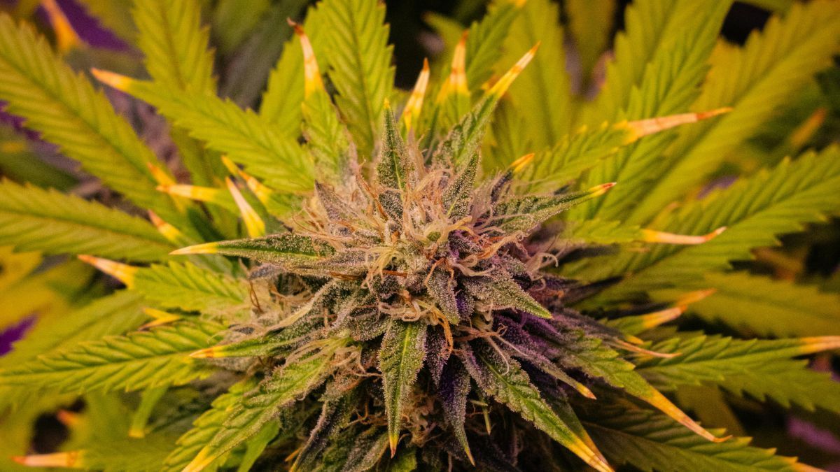 Celebrações do 420 ao redor do mundo refletem diferentes culturas e legislações sobre cannabis | CanvaPro