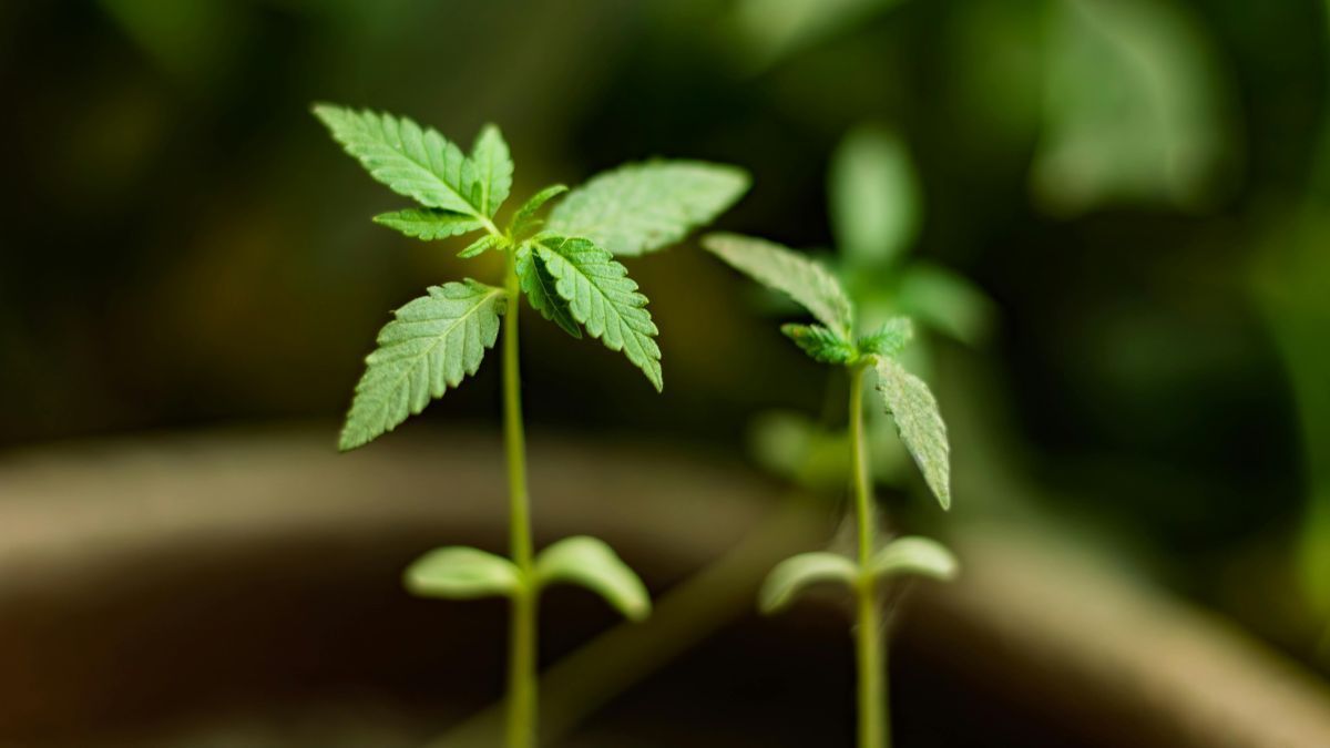Planta de cannabis com folhas verdes em destaque, símbolo do debate sobre políticas públicas | CanvaPro