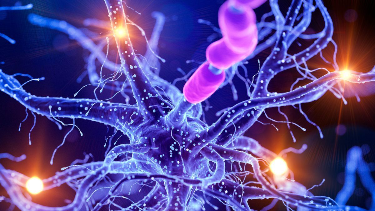 CONIME 2026 reúne especialistas em endocanabinologia e cannabis medicinal em São Paulo