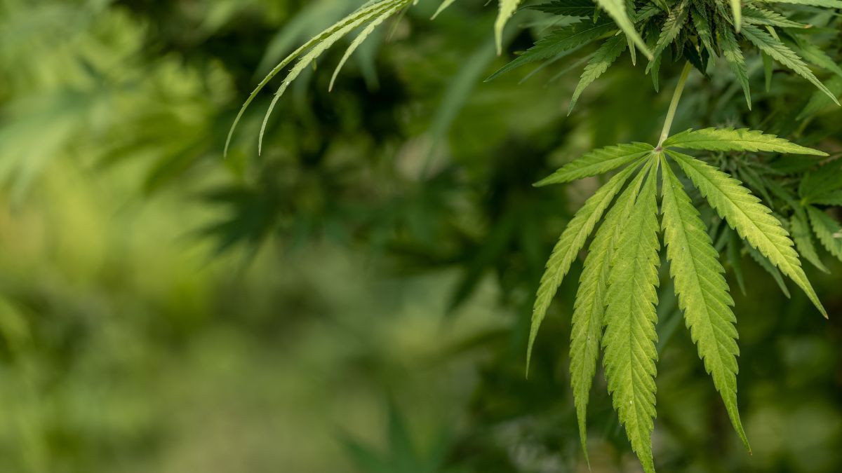 Discussão sobre legalização da cannabis avança nos Estados Unidos com foco em arrecadação e políticas públicas | CanvaPro