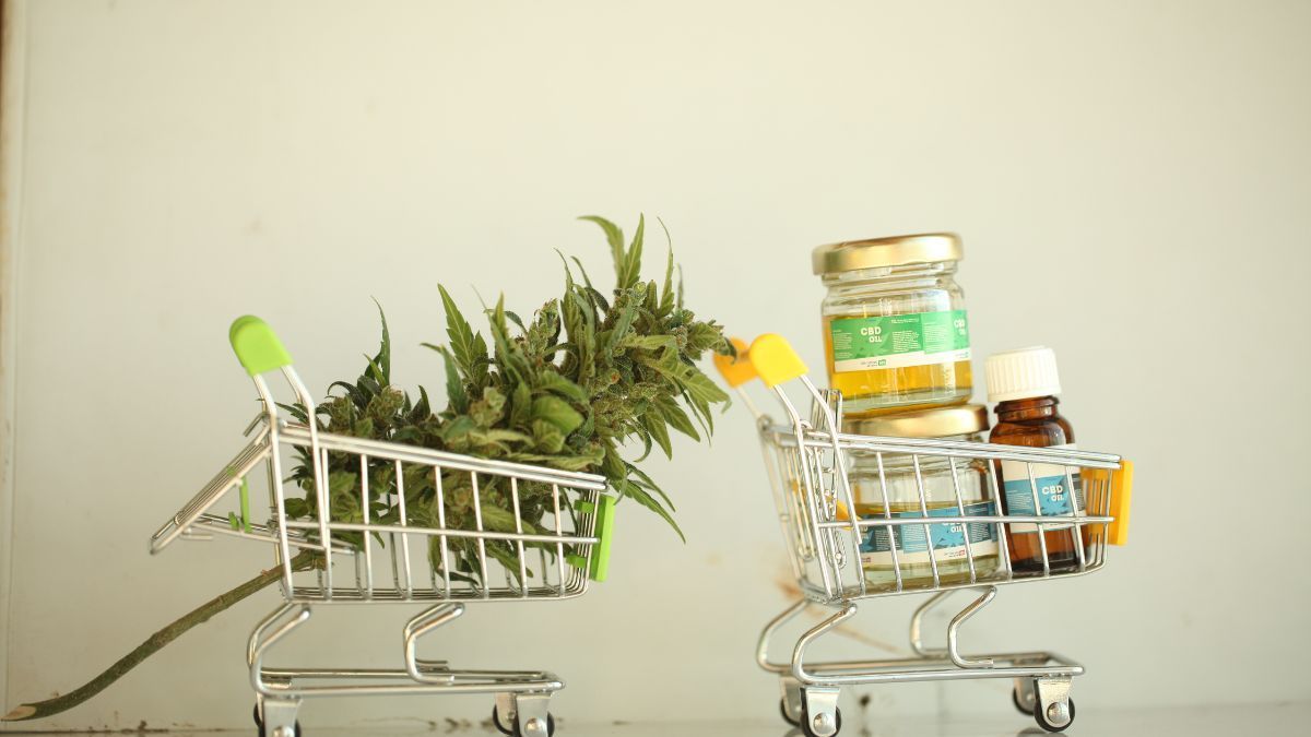 Plantação de cannabis representa cenário de excesso de oferta no mercado global | CanvaPro