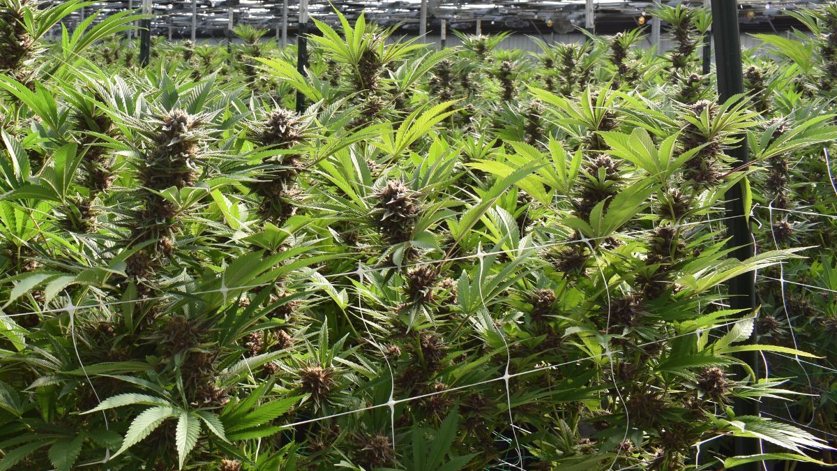 Associações de cannabis medicinal desenvolvem óleos com apoio de universidades no Brasil