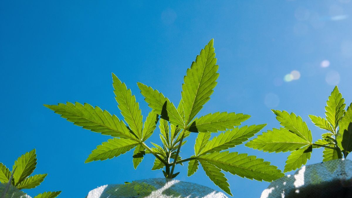 DEA inicia recebimento de pedidos de proteção para negócios de cannabis medicinal | CanvaPro
