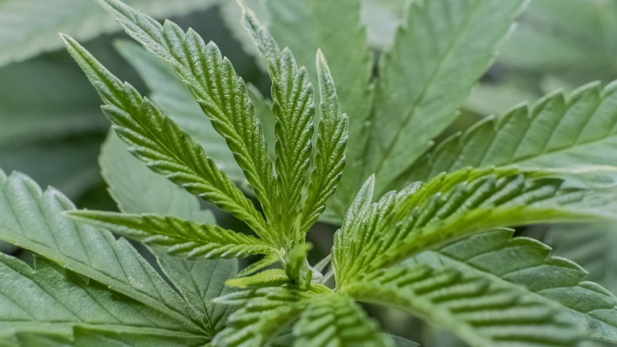 Plantação de cannabis medicinal na Geórgia em meio à expansão de licenças | CanvaPro