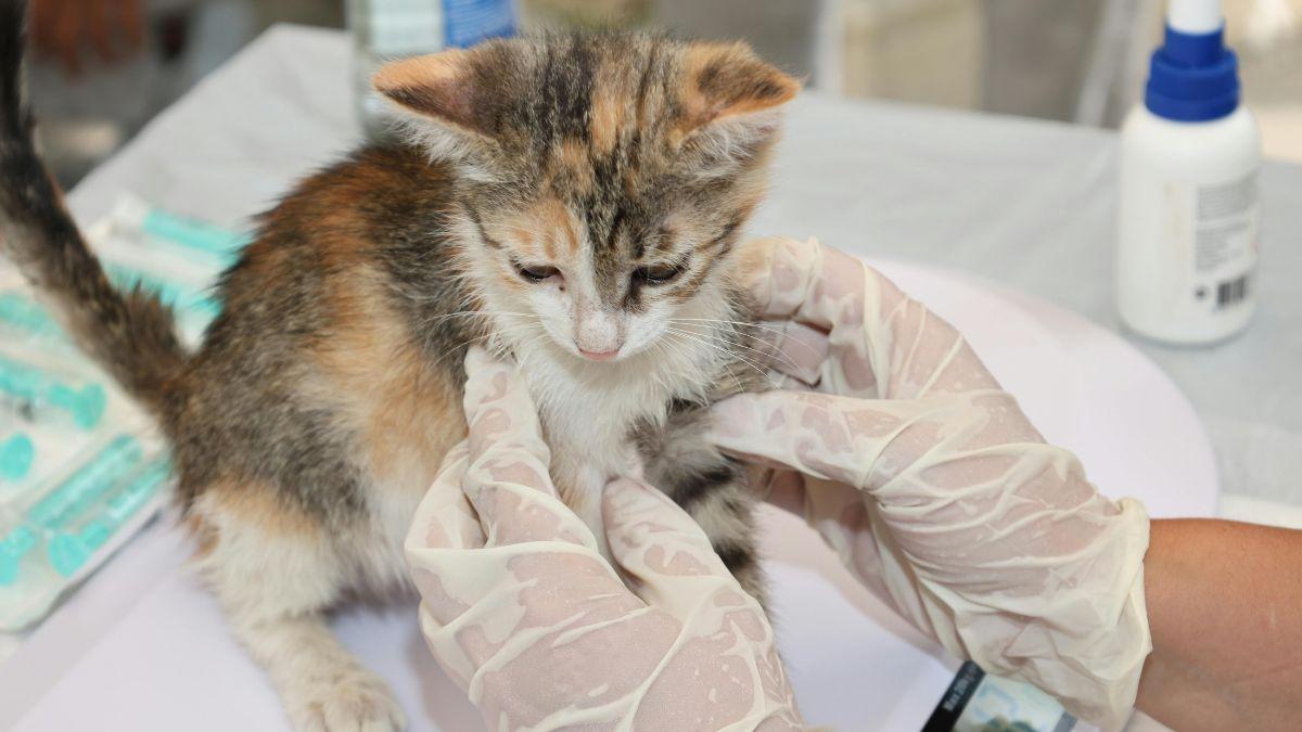 Apresentações farmacêuticas de Cannabis spp. para animais - formas de administração, compostos e aplicações clínicas na medicina veterinária
