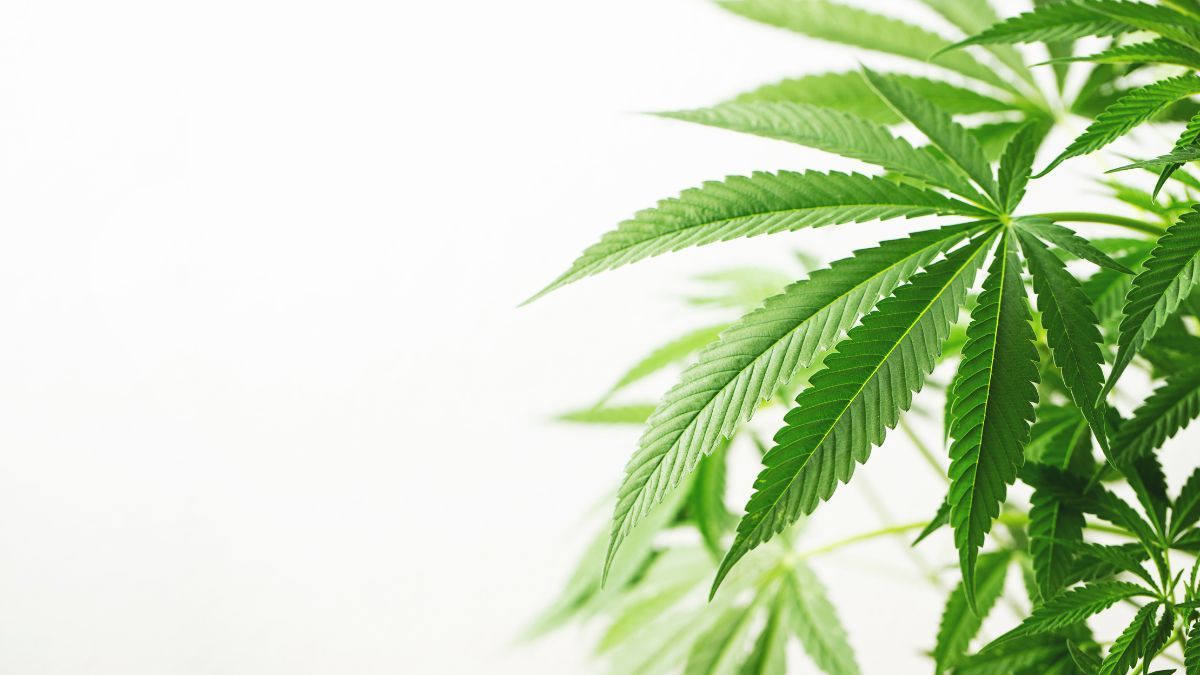 Debate político sobre cannabis na Pensilvânia ganha novo capítulo com promessa de veto de candidato ao governo | CanvaPro