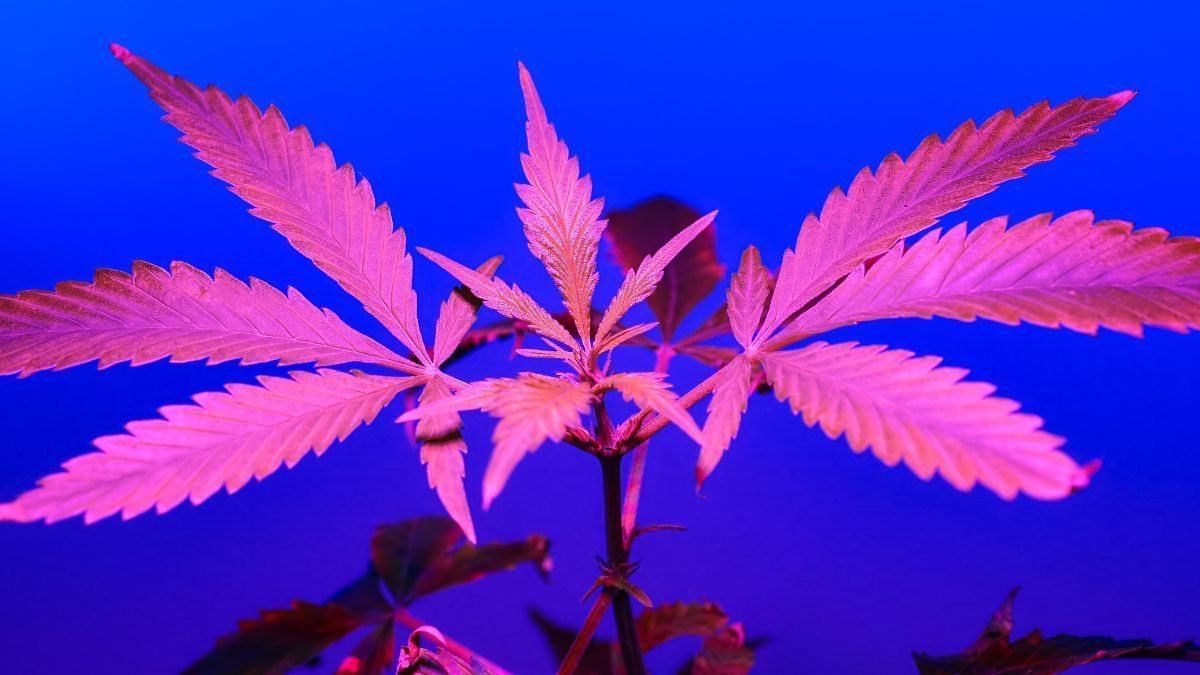 Cultivo de cannabis ganha espaço em modelos coletivos como os clubes em Cali, na Colômbia | CanvaPro