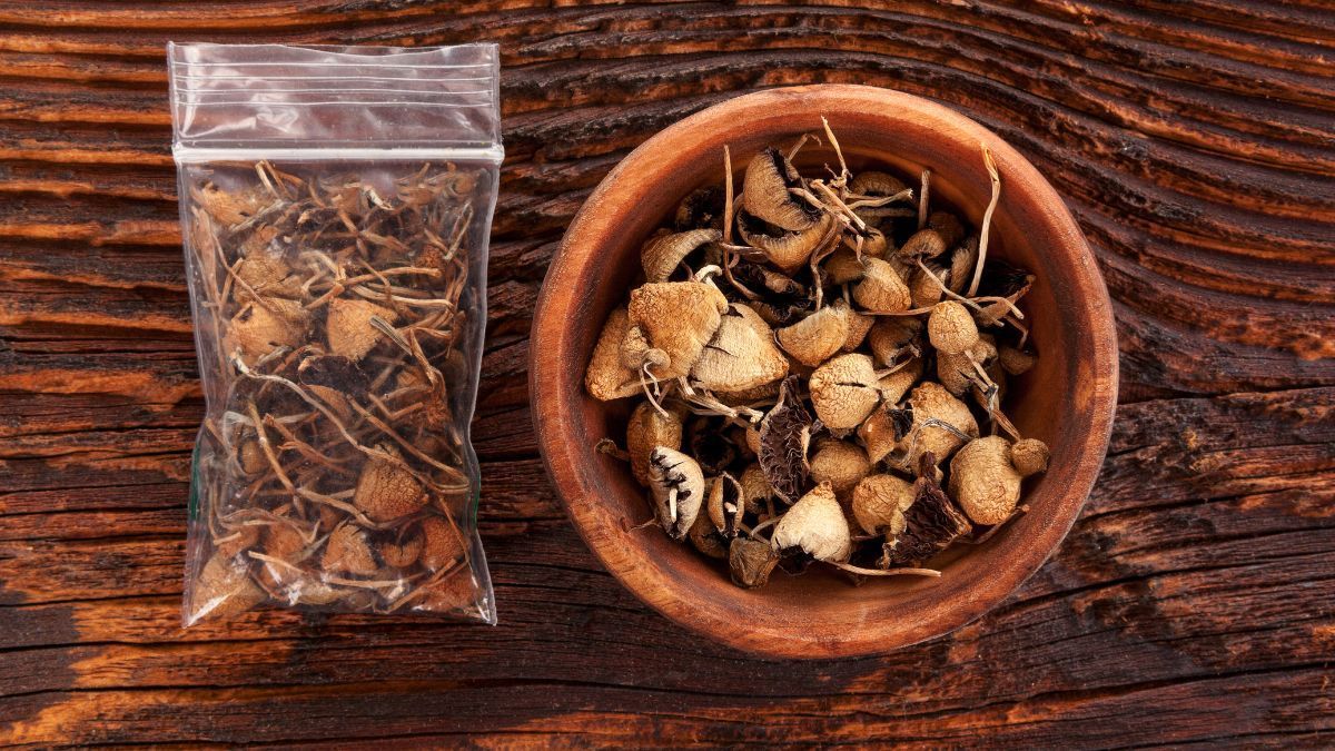 Uso de psilocibina em pequenas doses ganha espaço como prática associada ao bem-estar e à saúde mental nos EUA | CanvaPro