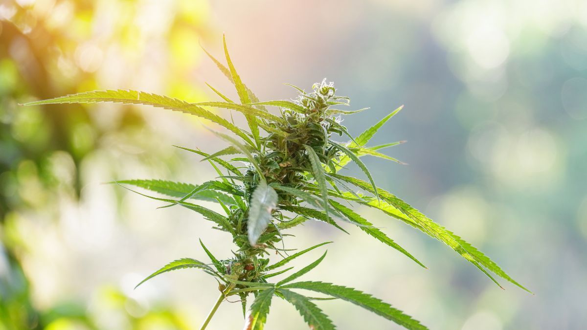 Mercado de cannabis medicinal no Brasil cresce e alcança 900 mil pacientes com avanço da regulação e aumento de prescritores