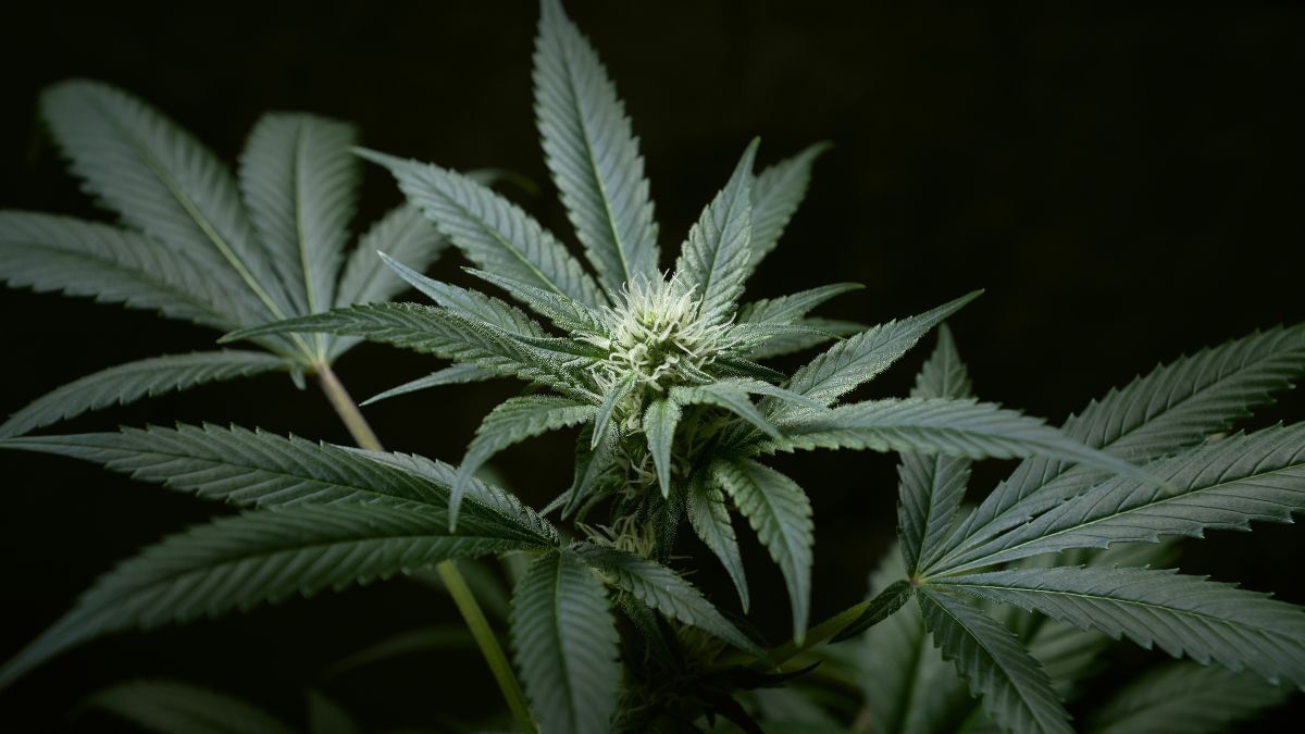 Autoridades discutem regulamentação da cannabis em ilha do Caribe | CanvaPro