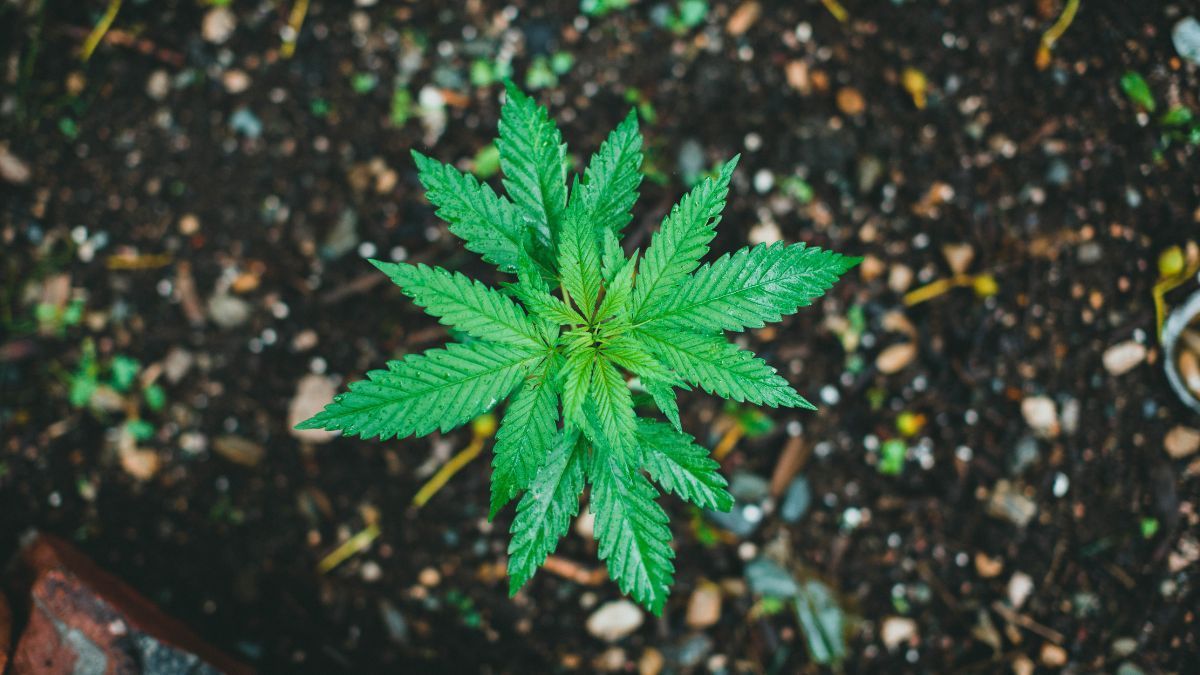 DNA pede ao STJ autorização para sandbox regulatório após atraso na regulamentação do cânhamo