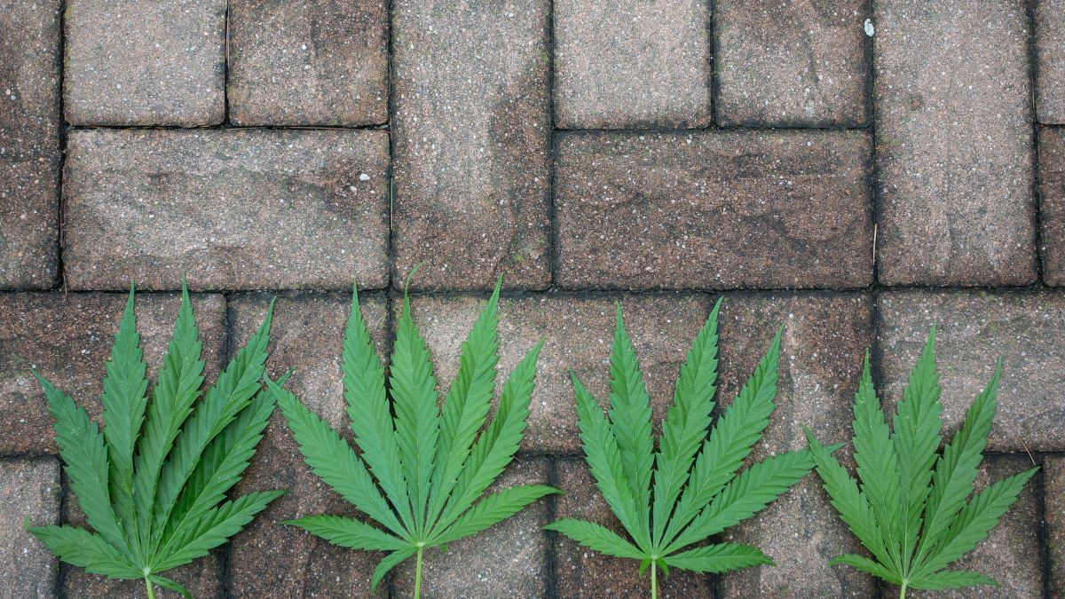 Bloco de hempcrete utilizado em construção sustentável no Havaí | CanvaPro