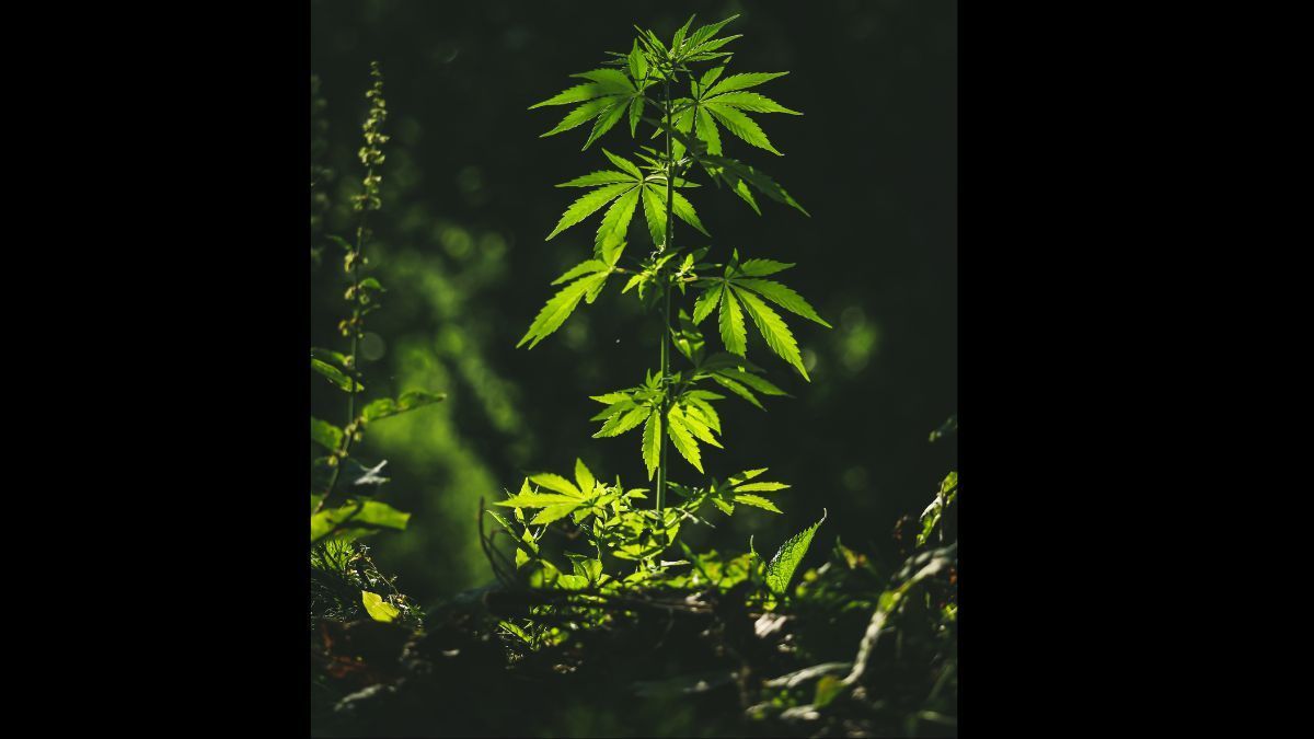 Be Natural aposta em ciência, rastreabilidade e diversidade de formatos para ampliar a experiência do paciente com cannabis medicinal | CanvaPro
