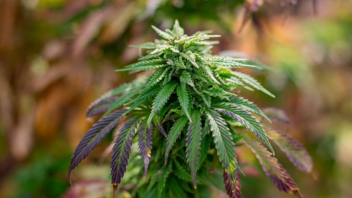 Crescimento do mercado ilegal de cannabis na Carolina do Norte pressiona debate sobre legalização nos Estados Unidos