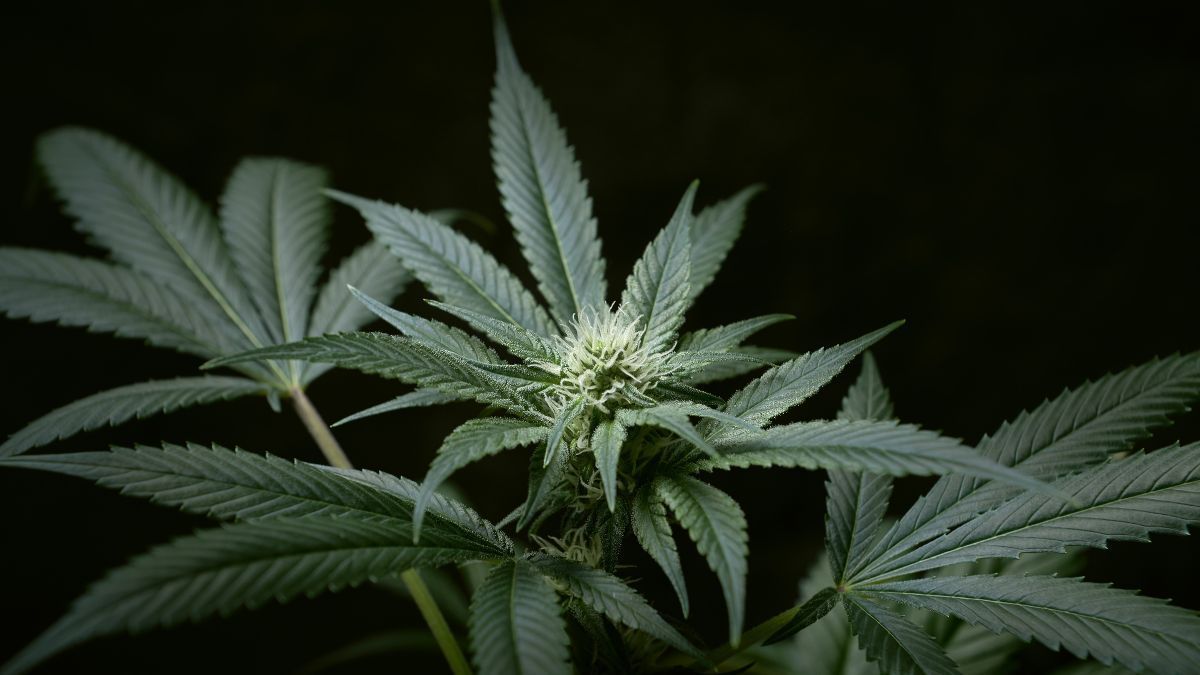 Empresas se registram no portal da DEA para operar dispensários de cannabis medicinal nos Estados Unidos