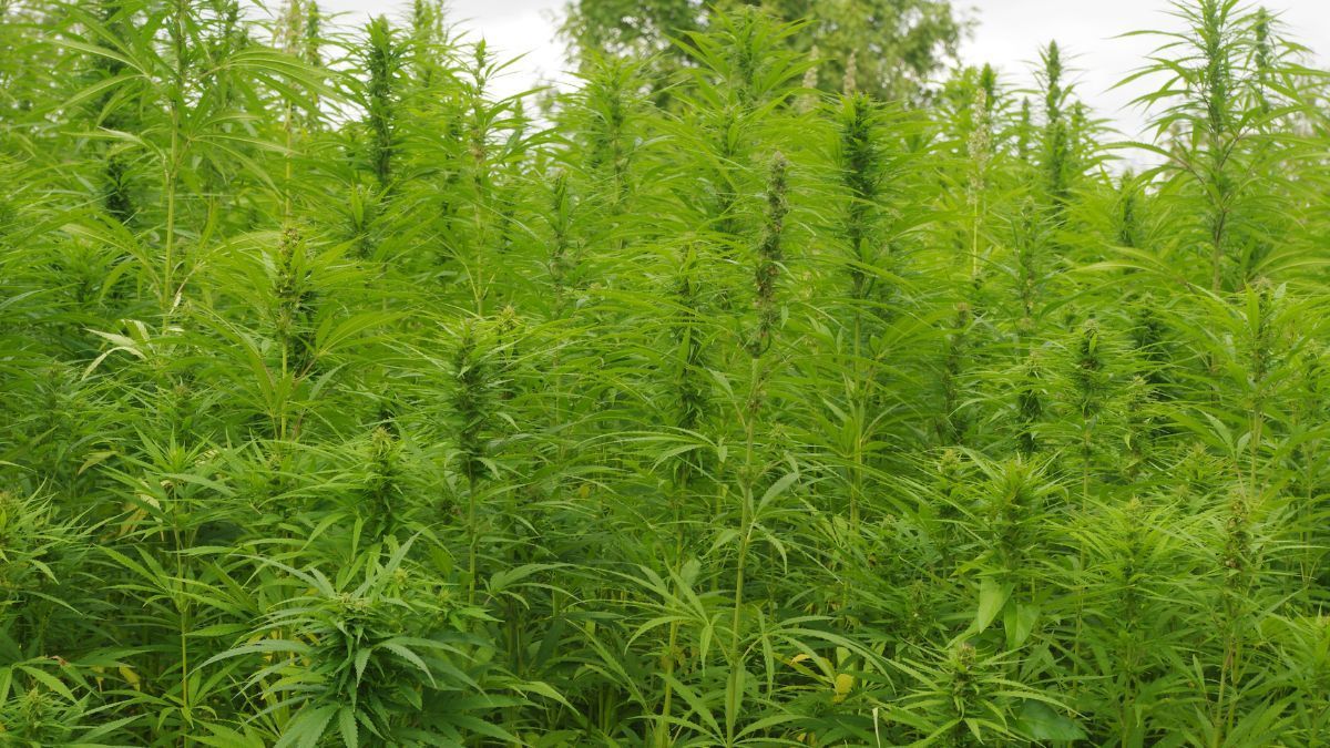 Plantação de cânhamo industrial utilizada para produção sustentável e aplicações na indústria no Brasil