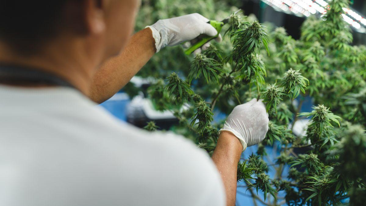 Cannabis medicinal no Brasil: regulamentar para cuidar, não para restringir