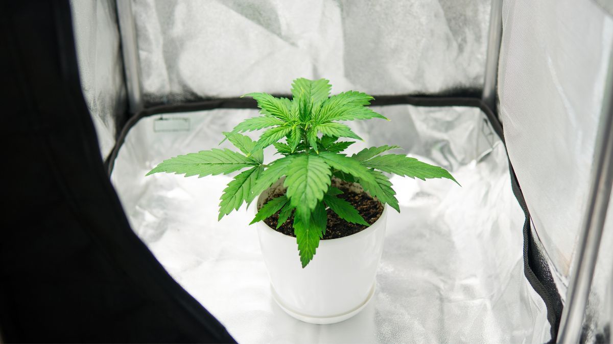 Paciente com quadro clínico complexo consegue habeas corpus para cultivo de cannabis no Rio