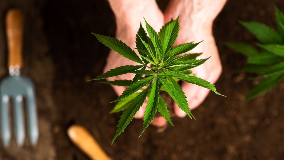 Cânhamo na agricultura regenerativa: uma resposta verde à crise climática?