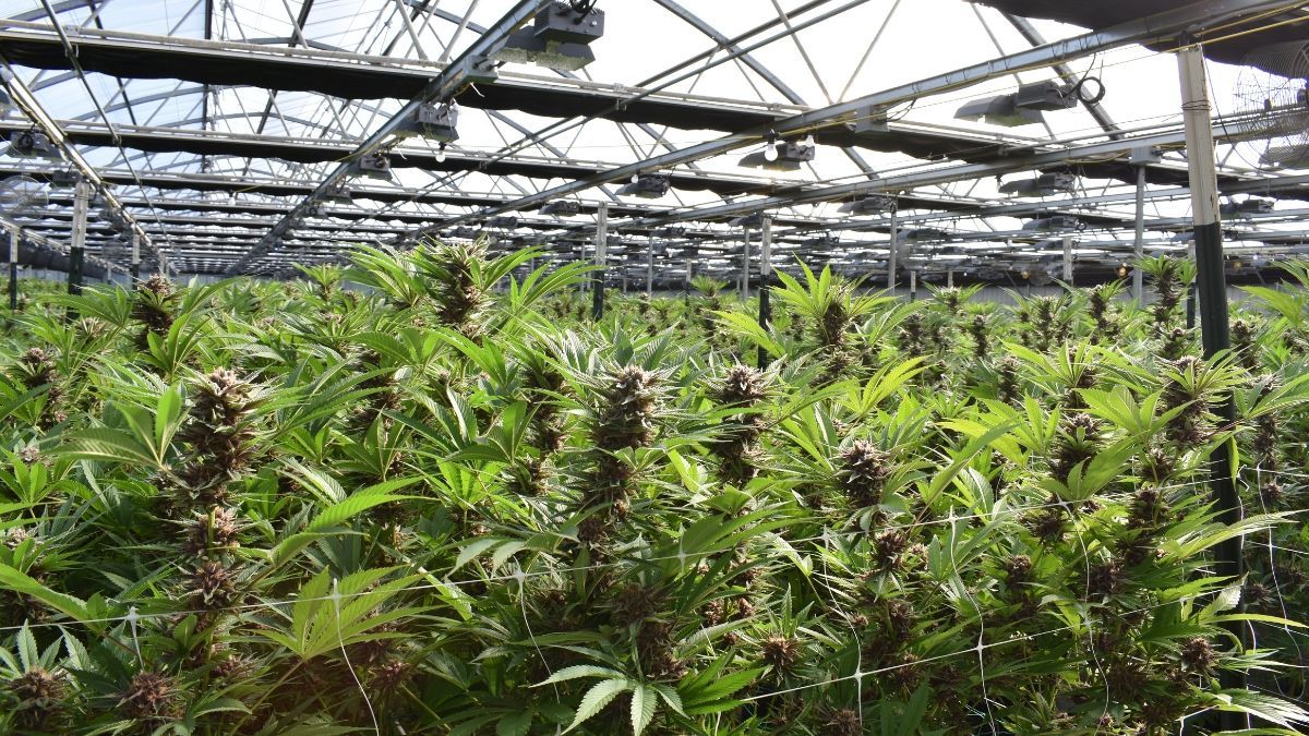 Anvisa apresenta regras para cultivo comercial de cannabis mantendo baixo teor de THC para a indústria farmacêutica