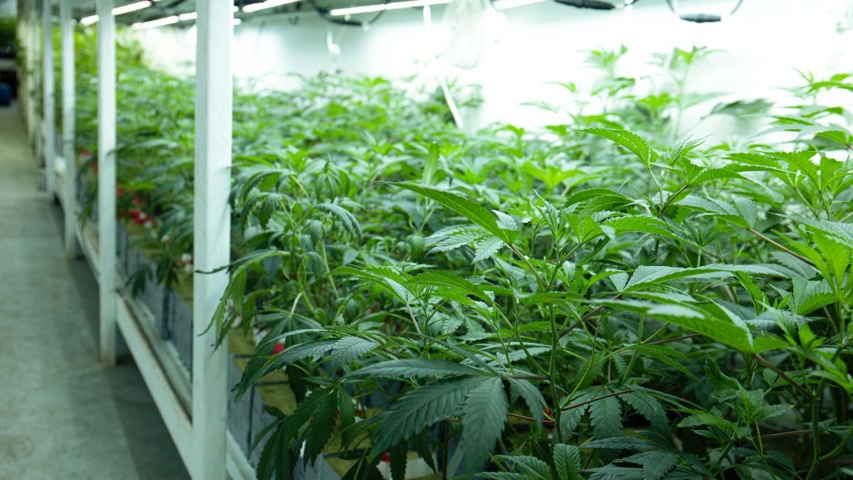 Cannabis medicinal: Brasil como referência global